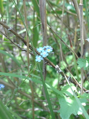 Myosotis semiamplexicaulis