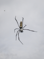 Trichonephila antipodiana
