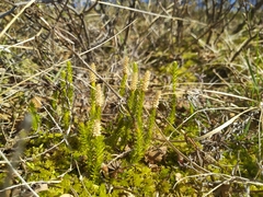 Spinulum annotinum alpestre