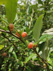 Elaeagnus magna