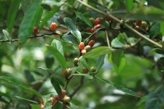 Elaeagnus magna