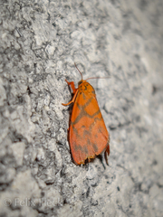 Integrivalvia exclusa