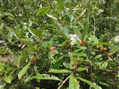 Elaeagnus magna