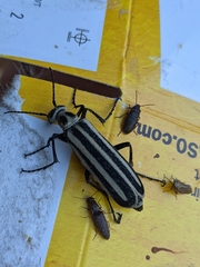 Epicauta atrivittata