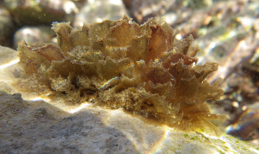 Polybranchia schmekelae