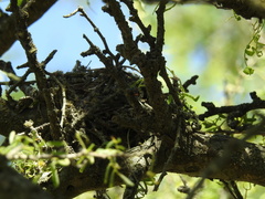 Pyrocephalus rubinus