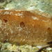 Brown Discodoris - Photo (c) Jeff Goddard, some rights reserved (CC BY-NC)