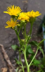 Picris hieracioides