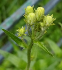Picris hieracioides
