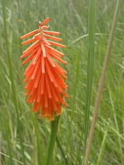 Kniphofia triangularis