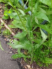 Picris hieracioides