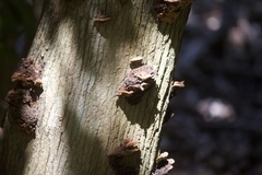 Phylloporia