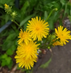 Picris hieracioides