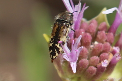 Acmaeodera hepburnii