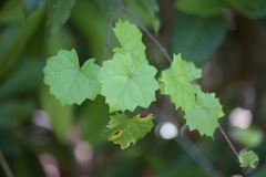 Vitis rotundifolia munsoniana