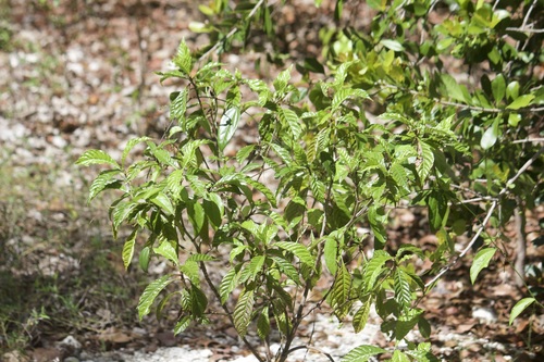 Psychotria nervosa