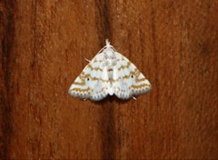 Patissa fulvosparsa