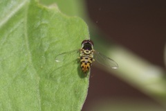 Allograpta radiata