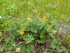 Melilotus officinalis