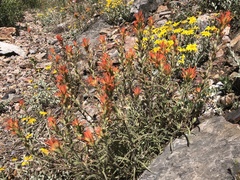 Castilleja pruinosa