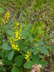 Melilotus officinalis