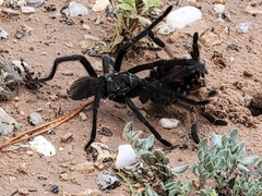 Aphonopelma gabeli