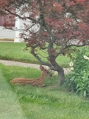 Odocoileus virginianus