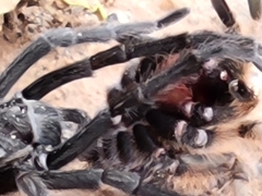 Aphonopelma gabeli