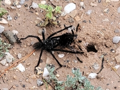 Aphonopelma gabeli
