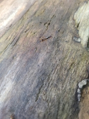 Rainieria antennaepes