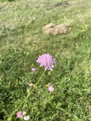 Knautia collina