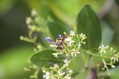 Megachile bahamensis