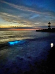 Noctiluca scintillans