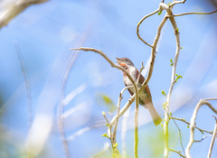 Piranga roseogularis