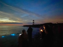 Noctiluca scintillans