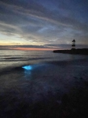 Noctiluca scintillans