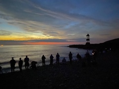 Noctiluca scintillans