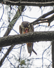 Falco subbuteo
