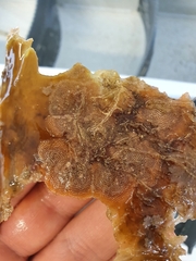 Cryptosula pallasiana