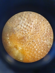 Cryptosula pallasiana