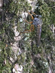 Neomochtherus pallipes