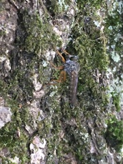 Neomochtherus pallipes