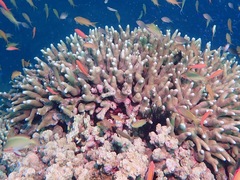 Porites cylindrica