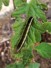 Spodoptera ornithogalli