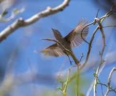Piranga roseogularis
