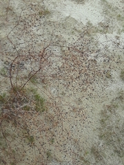 Eriogonum thurberi