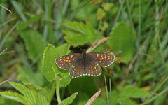 Melitaea diamina