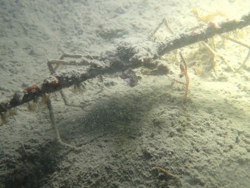 Macropode commun