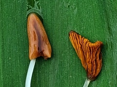 Conocybe deliquescens