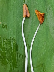 Conocybe deliquescens